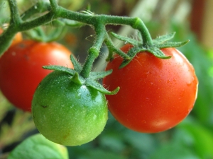 ako pestovat paradajky na balkone