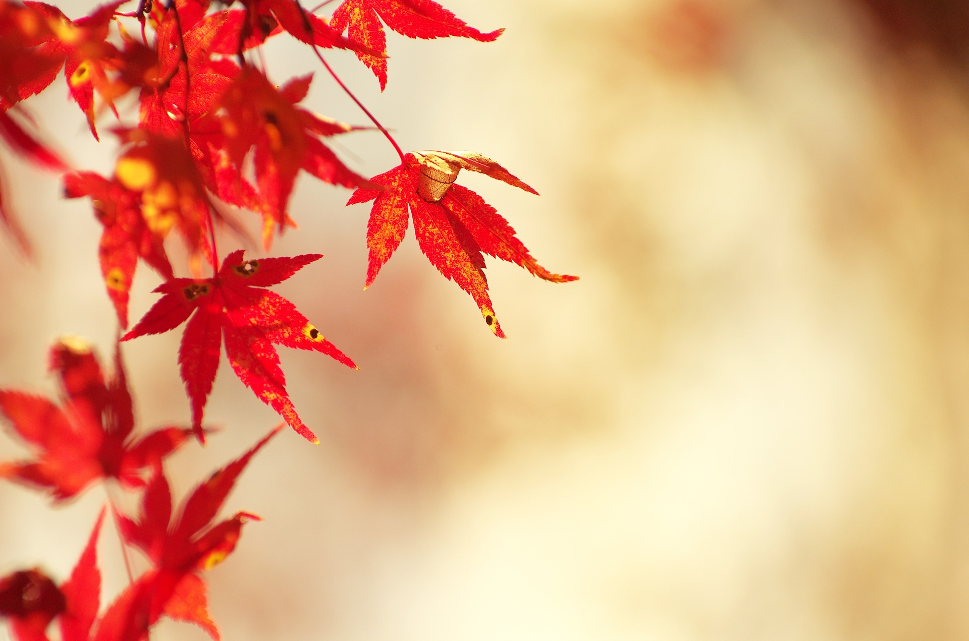 autumnal-leaves-1280026_1920