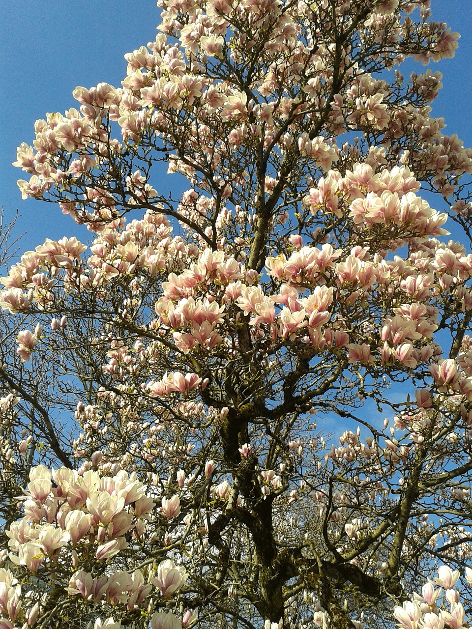 magnolia-574911_1280