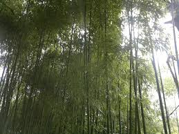1 bambus1