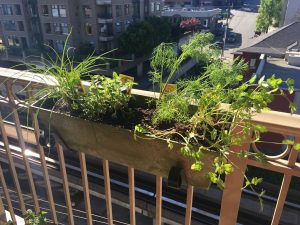 Doprajte si vitamíny zo záhradky na balkóne