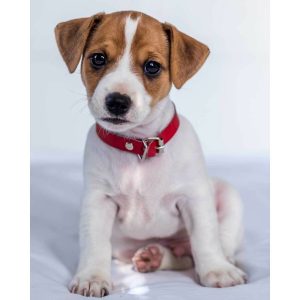 jerry fabrics detska deka jack russel terrier 120 x 150 cm