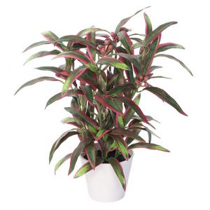 umela aucuba v kvetinaci zeleno fialova 32 cm