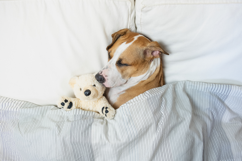 cute,dog,sleeping,in,bed,with,a,fluffy,toy,bear,