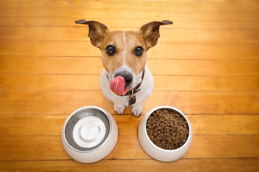 hungry,jack,russell,dog,behind,food,bowl,and,licking,with