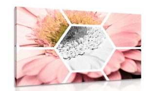 obraz gerbera v sestuholniku