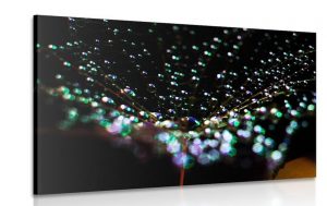 obraz kvapky vody na pupave