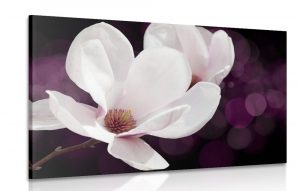 obraz kvet magnolie na abstraktnom pozadi