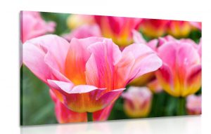 obraz luka ruzovych tulipanov