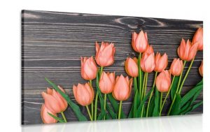 obraz ocarujuce oranzove tulipany na drevenom podklade