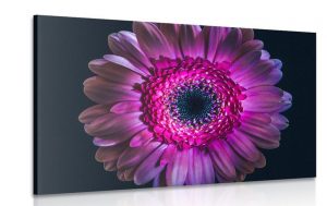 obraz purpurova gerbera