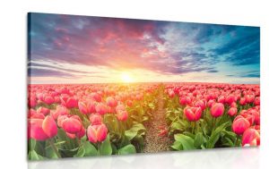 obraz vychod slnka nad lukou s tulipanmi