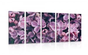 5 dielny obraz fialove kvety orgovanu