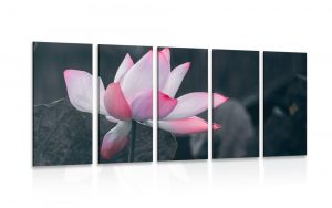 5 dielny obraz jemny lotosovy kvet