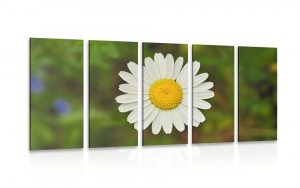 5 dielny obraz kvet margaretky