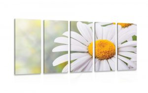 5 dielny obraz kvety margaretky