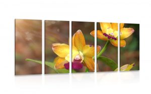 5 dielny obraz oranzova orchidea