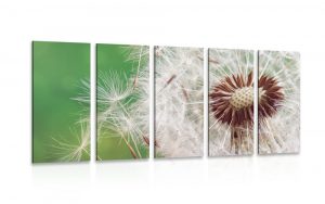 5 dielny obraz semienka pupavy