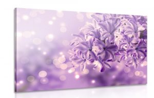 obraz fialovy kvet orgovanu