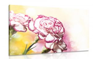 obraz nadherne kvety karafiatu