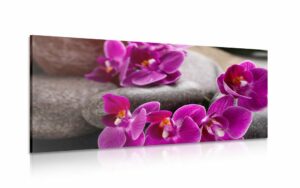 obraz fialova orchidea a zen kamene