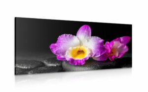 obraz fialova orchidea na zen kamenoch