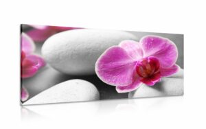 obraz kvety orchidey na bielych kamenoch