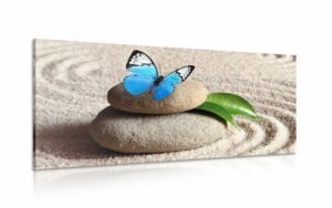 obraz modry motyl na zen kameni