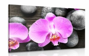 obraz nadherna kompozicia orchidea a kamene