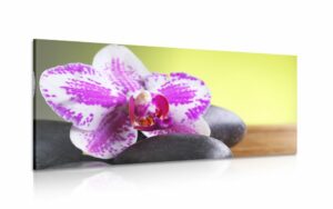 obraz orchidea a cierne kamene