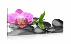 obraz orchidea a masazne wellness kamene