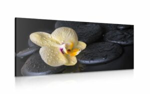 obraz zen kamene so zltou orchideou