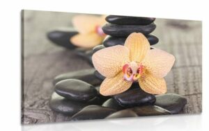 obraz zlta orchidea a zen kamene