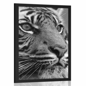 plagat bengalsky tiger v ciernobielom prevedeni