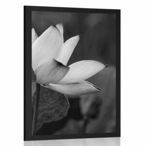 plagat jemny lotosovy kvet v ciernobielom prevedeni