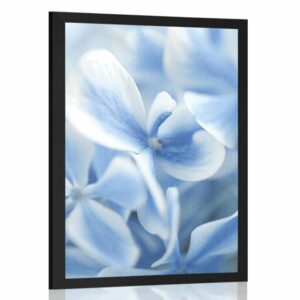 plagat modro biele kvety hortenzie