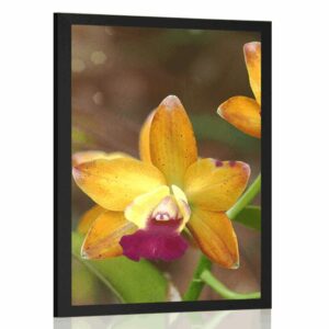 plagat oranzova orchidea