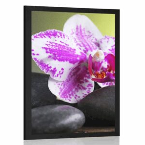 plagat orchidea a cierne kamene