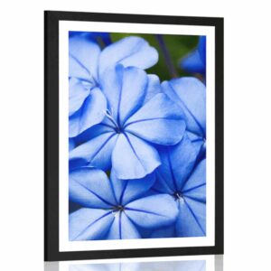 plagat s paspartou divoke modre kvety