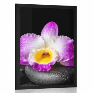 plagat s paspartou fialova orchidea na zen kamenoch