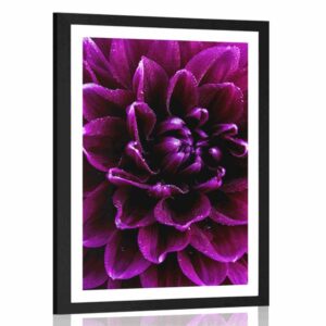 plagat s paspartou purpurovo fialovy kvet