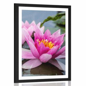 plagat s paspartou ruzovy lotosovy kvet
