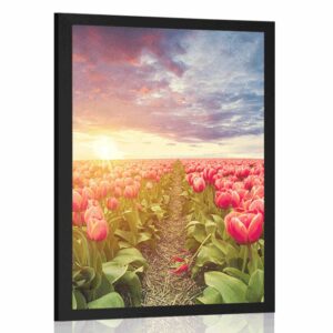 plagat vychod slnka nad lukou s tulipanmi