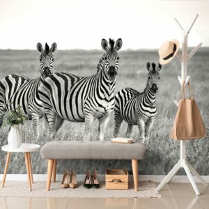 samolepiaca fototapeta tri ciernobiele zebry v savane