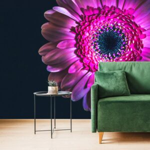 tapeta purpurova gerbera