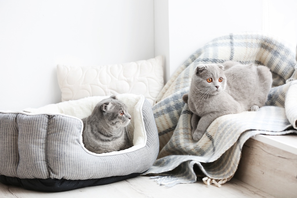 cute funny cats at home